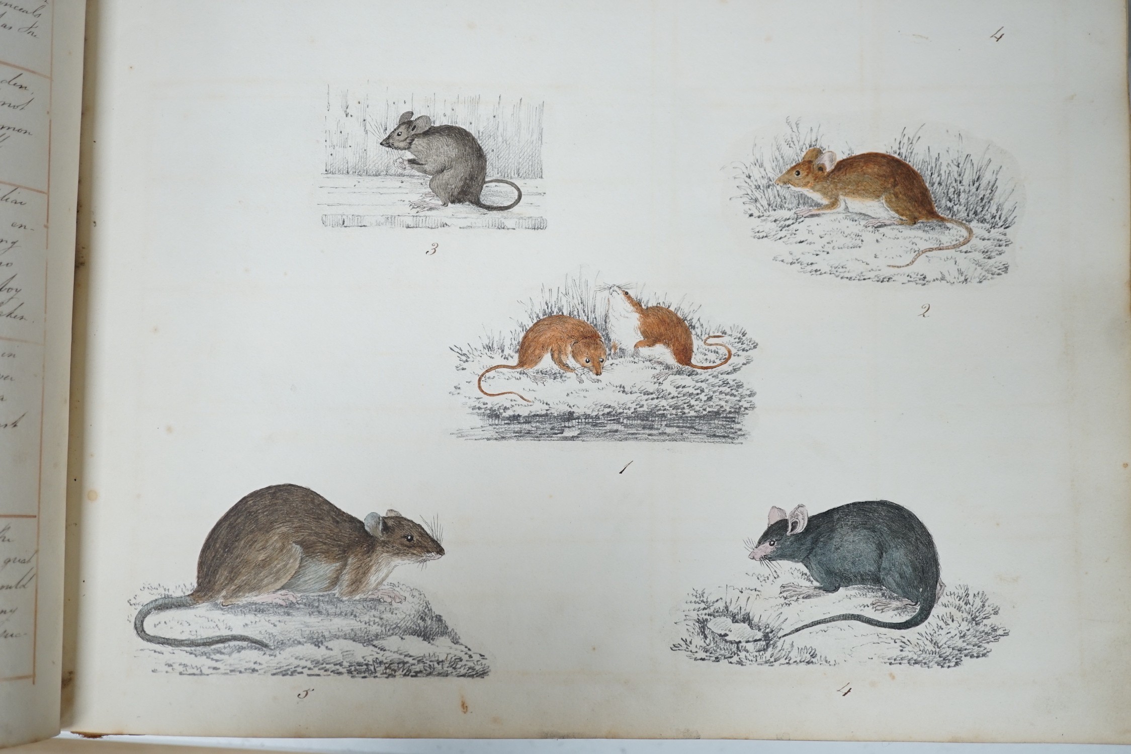 An early 19th century sketch book - wild birds and flowers, all indexed and described